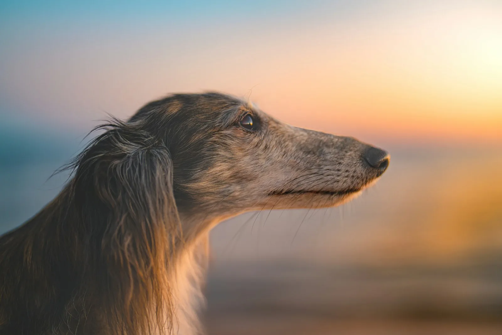 A close up of a dog on a beach