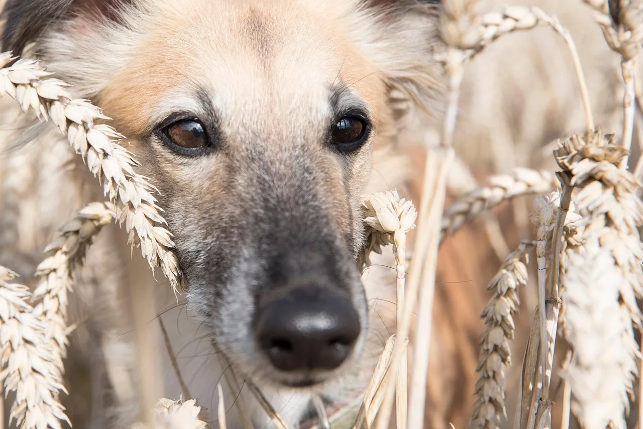 silken windsprite, head, wheat field, snout, nature, dog, windsprite, pet, animal, domestic dog, canine, mammal, cute, field, outdoors, portrait