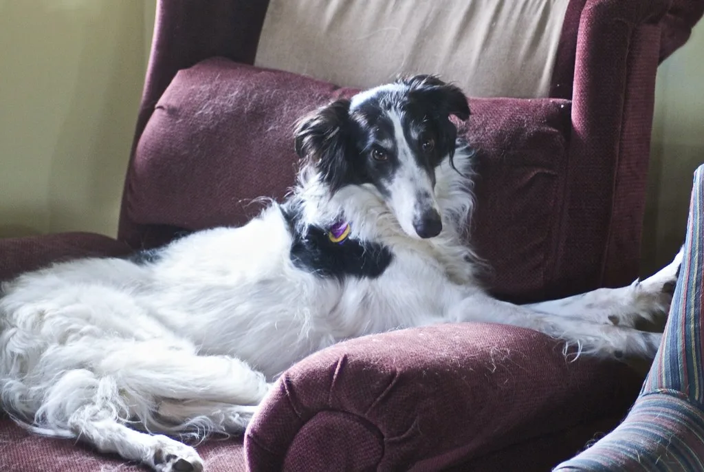 Особенности породы шелковистый виндхаунд: уход, характер и советы для владельцев