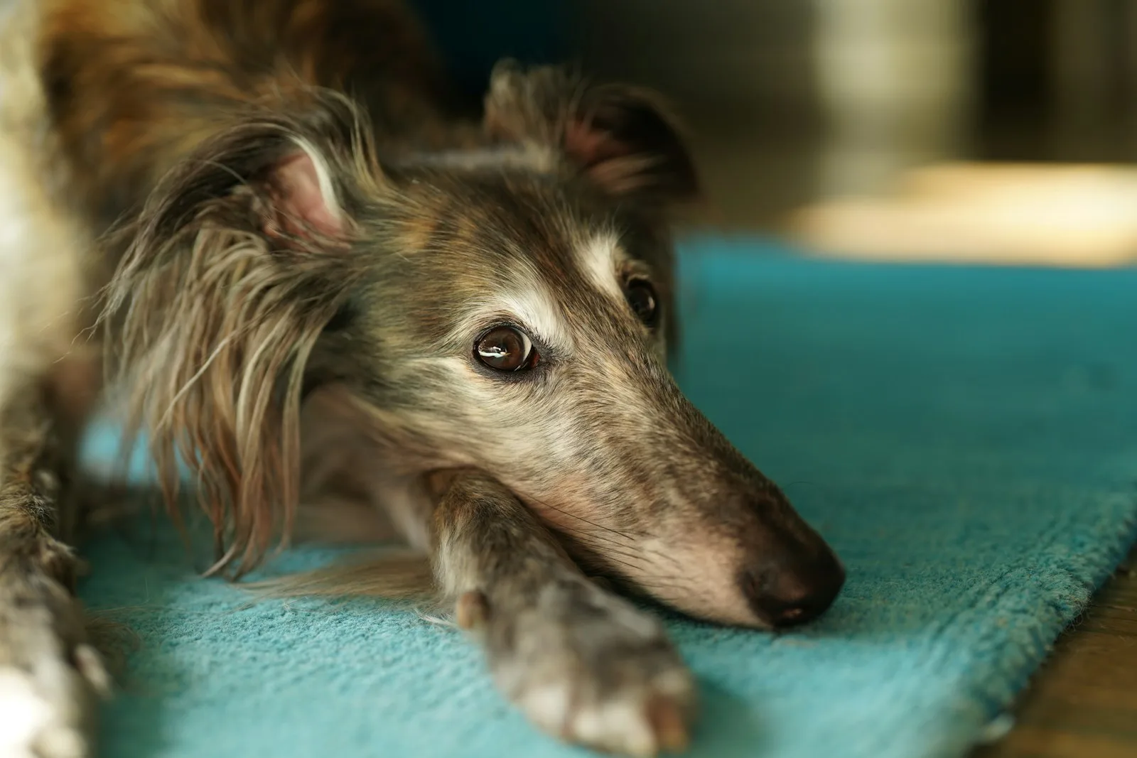 A close up of a dog laying on a rug