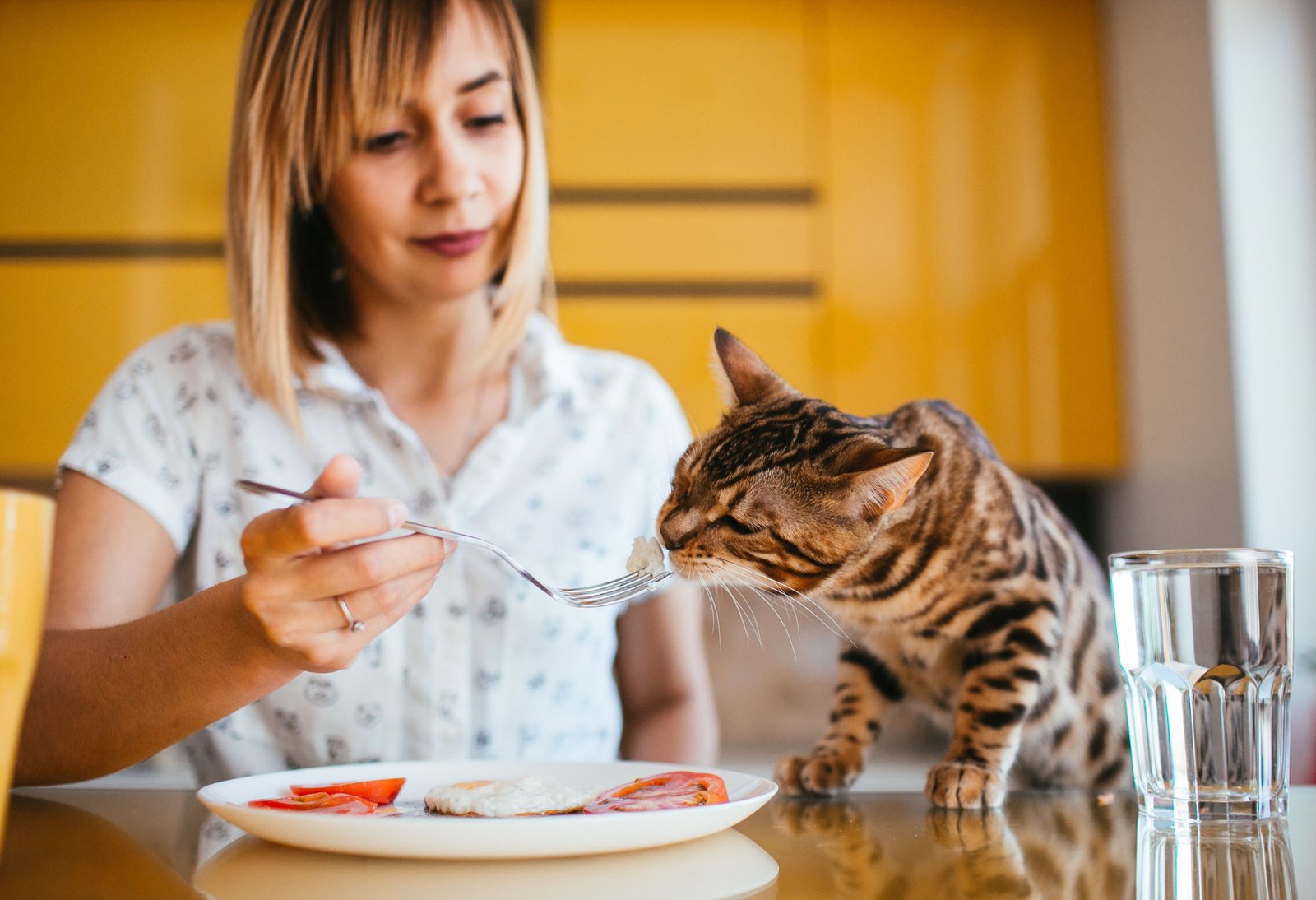 Чим годувати котів