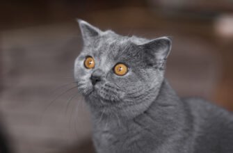 Чистим уши кошке