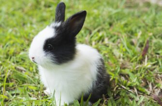 Lovely baby 2 weeks Thai rabbit - Домашний питомец