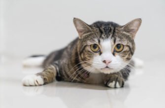 Стерилизация кошек