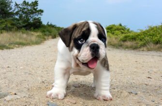 OFEFBZ0 - Домашний питомец