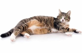 Беременная кошка