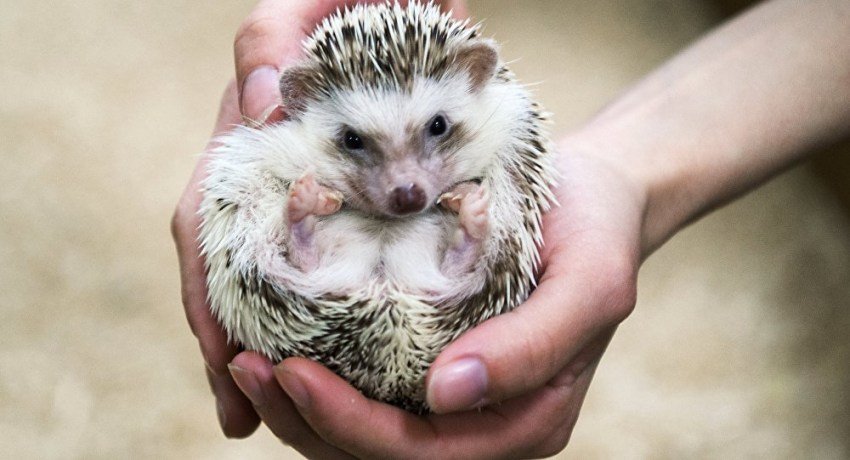 ежик - Домашний питомец Летяга, генетта или ежик? Выбираем экзотическое животное для квартиры