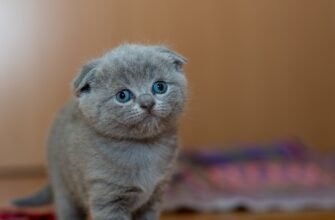 pexels-photo-127028 - Домашний питомец