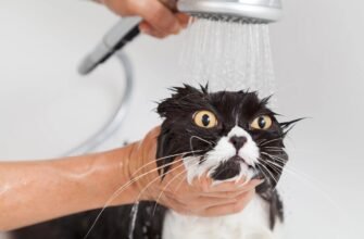 Washing_a_Cat_j7dwuq - Домашний питомец