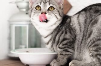 Как кормить кошку?