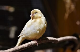 canary, songbird, nature