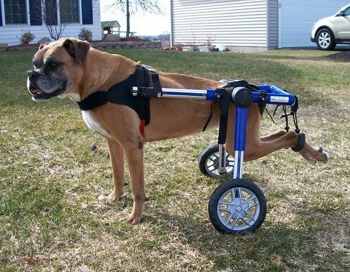 Dog Wheelchair - Boxer can Walk and Play Again! - Cімейний вихованець Походження та особливості породи боксер