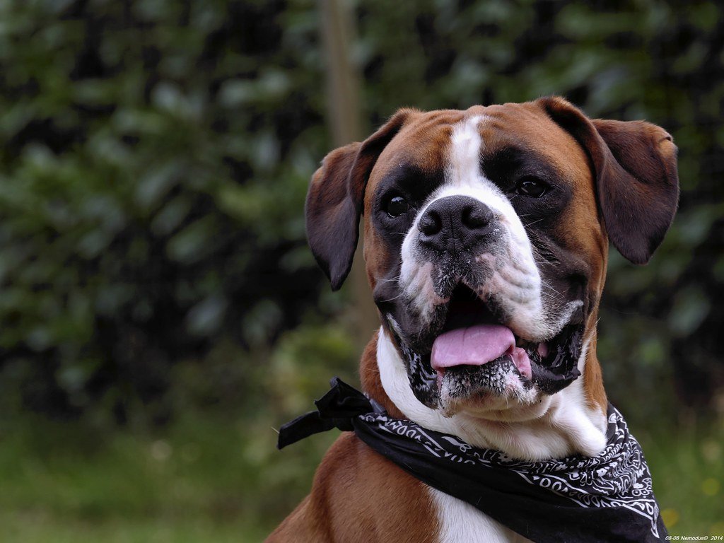 Boxer Dog - Cімейний вихованець Походження та особливості породи боксер