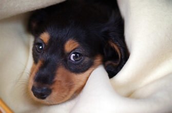 Dachshund - Cімейний вихованець