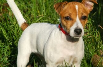 dog, jack russell terrier, puppy