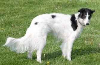 Dora the Silken Windhound - Домашний питомец
