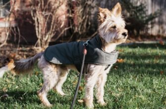 do-dogs-need-winter-coats-4776232-hero-a97d26e75adf40e6b5549f5476db3339-jpg.webp - Домашний питомец