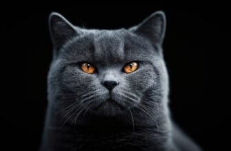 Британская короткошерстная - Сімейний вихованець Британская короткошерстная