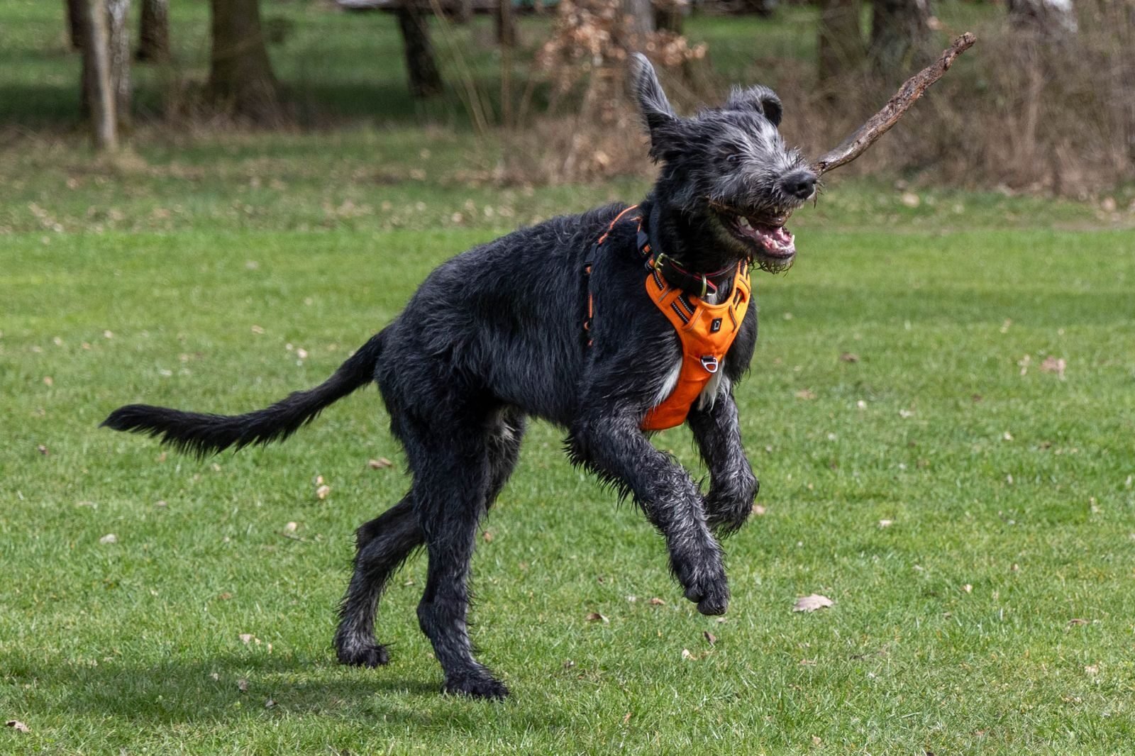 Photo by Josef Holub - Домашний питомец Deerhound