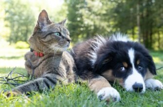 - Сімейний вихованець Dog & cat